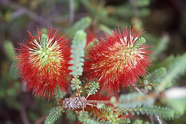 Myrtle Plans Red Pinnate Flowers — Stock Photo, Image