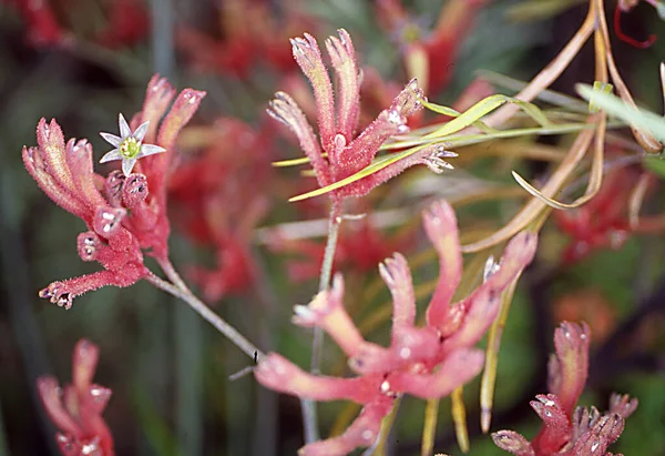 Kangaroo Flower Pink Flowers — Stock Photo, Image