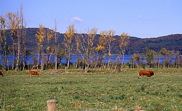 Vacas Pastagem Laacher See — Fotografia de Stock