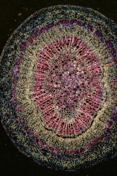 Pedunculate oak stem in cross section 100x — Stock Image Pedunculate Oak Stem Cross Section 100X Royalty Free Stock Images