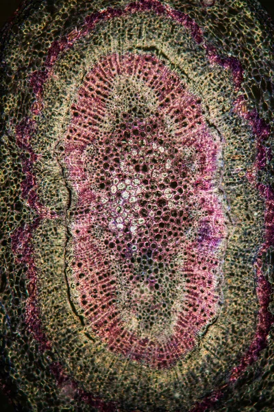 Pedunculate oak stem in cross section 100x — Stock Image Pedunculate Oak Stem Cross Section 100X Stock Photo