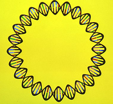 Heliks iplikleri ve baz çiftleri olan genetik madde DNA 'sı