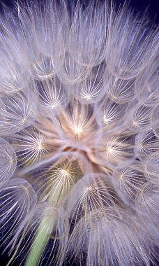 Wild goat beard, faded with parachute-like seeds clipart