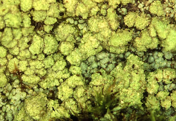 枯木上的绿色苔藓 — 图库照片
