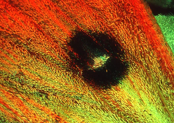 Nail Spot Butterfly Wings Wing Scales — Stock Photo, Image