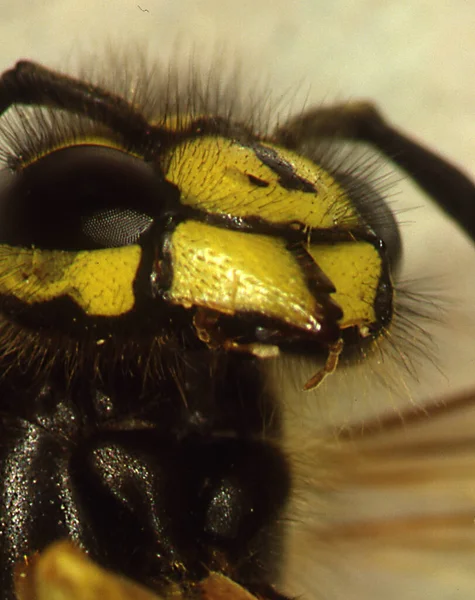 Avispa Cabeza Cuerpo Con Antenas Ojos Compuestos — Foto de Stock