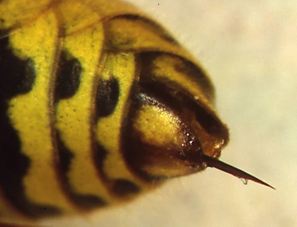 Wasp Abdomen Sting — Stock Photo, Image