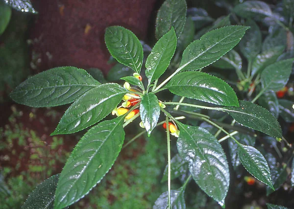 Azálea Com Flores Coloridas — Fotografia de Stock