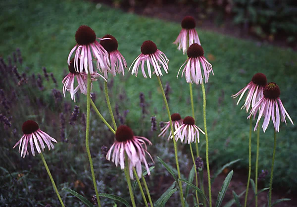 Coneflower Vermelho Com Flor Como Uma Planta Medicinal — Fotografia de Stock