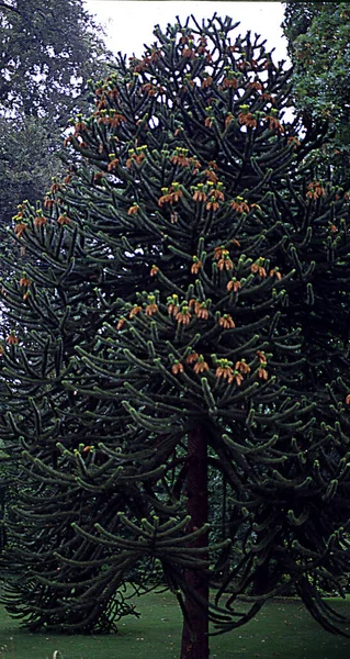 공원에 안데스산맥의 전나무 — 스톡 사진
