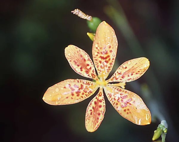 Bärtige Iris Mit Orangefarbener Blume — Stockfoto
