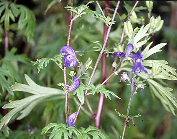 Krzewy Monkshood Niebieskimi Kwiatami — Zdjęcie stockowe