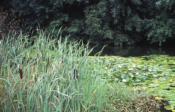 Zone Littorale Une Piscine Avec Queue Renard Herbes Vertes — Photo