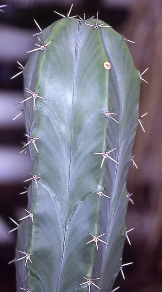 Cactus Columna Con Espinas Fondo Arenoso —  Fotos de Stock