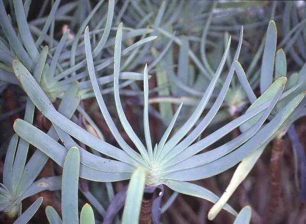 Aloe Πεδίο Στην Έρημο — Φωτογραφία Αρχείου