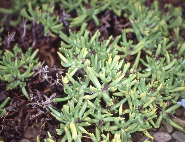 Plantas Verdes Hoja Gruesa África — Foto de Stock