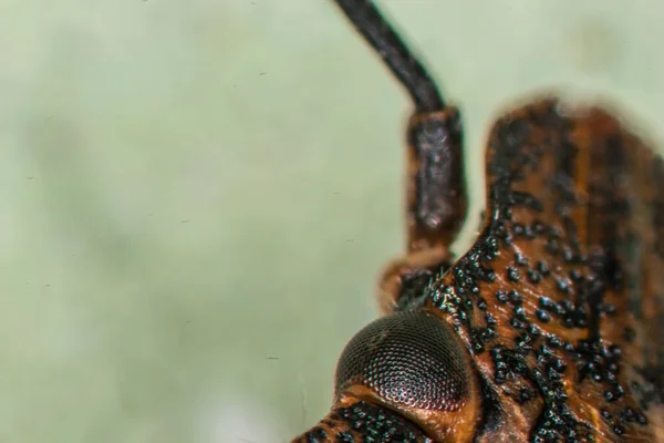 触角と複眼で茶色い木の虫 — ストック写真