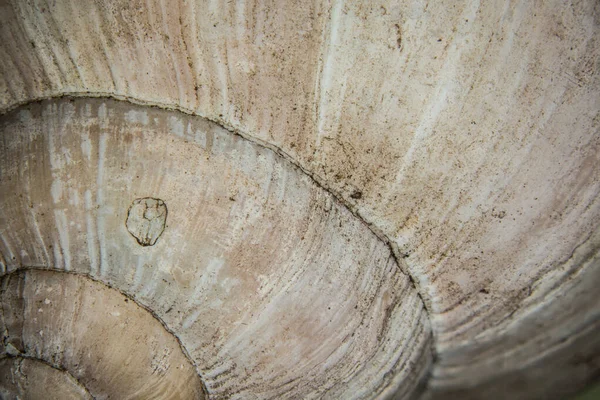 蜗牛的旋转壳 — 图库照片