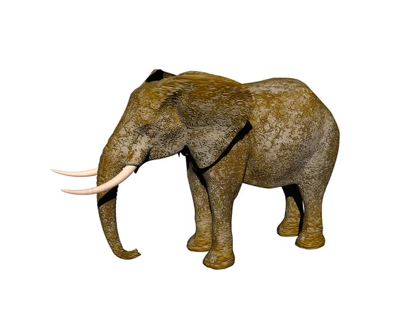 Elefante Cinzento Com Presas Longas — Fotografia de Stock
