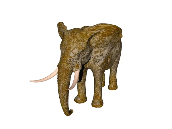 Elefante Cinzento Com Presas Longas — Fotografia de Stock