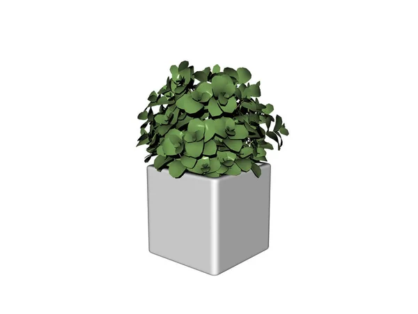 Rechthoekige Plantenbak Met Buxus — Stockfoto