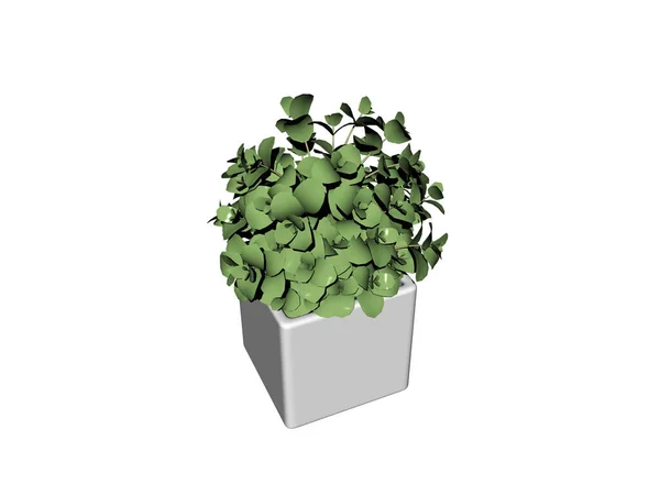 Rechthoekige Plantenbak Met Buxus — Stockfoto