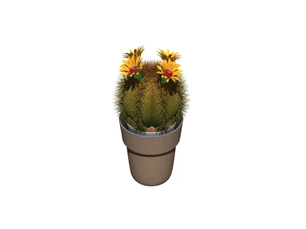 Cactus Verde Maceta Con Flor Amarilla — Foto de Stock