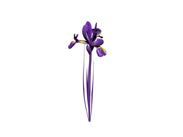 Фиолетовые Лилии Стеблем Цветами — стоковое фото