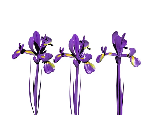 Фиолетовые Лилии Стеблем Цветами — стоковое фото