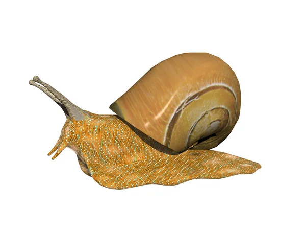 Caracol Com Sensores Carcaça — Fotografia de Stock