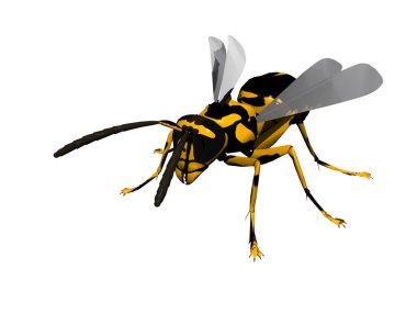 Kanatları ve iğnesi olan tehlikeli eşekarısı