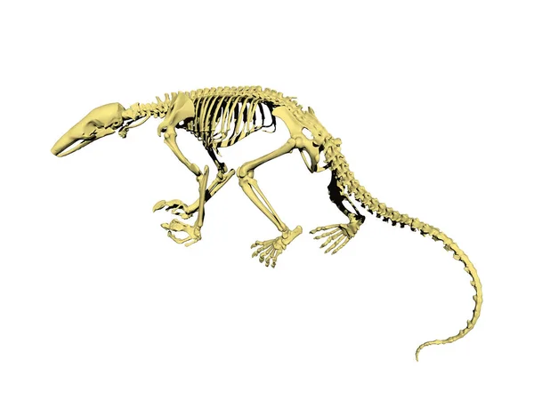 Egy Hosszú Farkú Patkány Csontváza — Stock Fotó