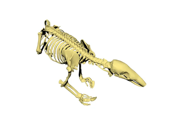 Σκελετός Αρουραίου Μακριά Ουρά — Φωτογραφία Αρχείου