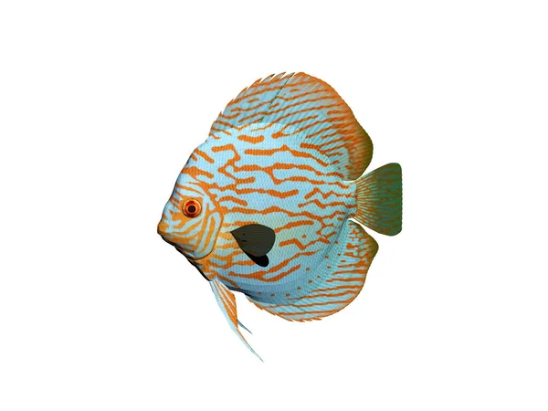 Elegant Ornamental Fish Swim Water — Stock Photo, Image