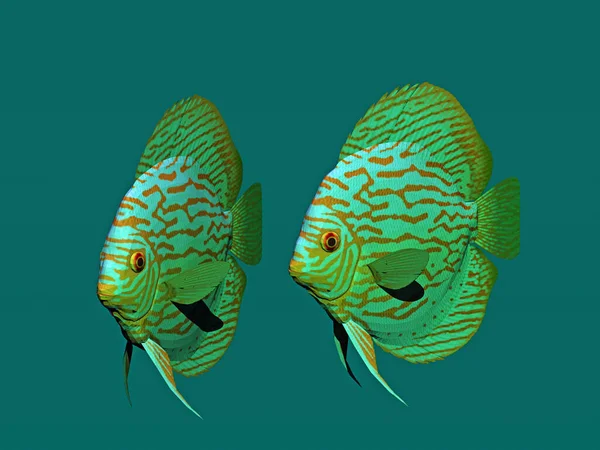 elegant ornamental fish swim in the water