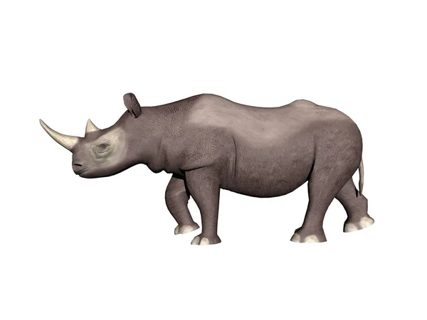 Rinoceronte Africano Pesado Estepa — Foto de Stock