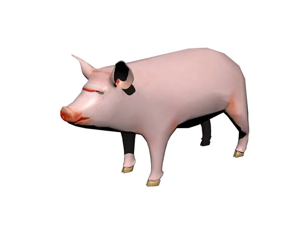 Pink Piglet Looks Feed — Stock Photo, Image