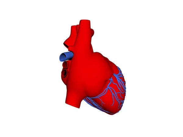 Червоне Серце Коронарними Артеріями — стокове фото