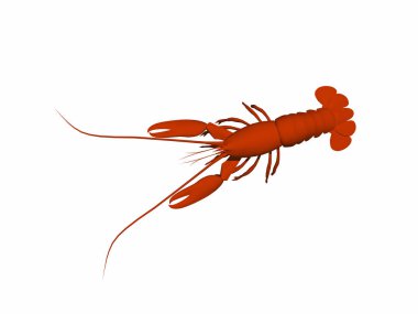 Kabuklu kırmızı ıstakoz.