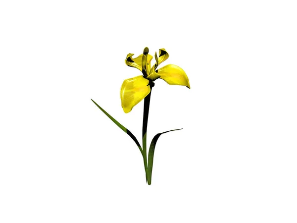 Жовта Лілія Цвіте Довгому Стеблі — стокове фото