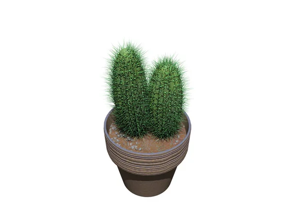 植木鉢の緑のサボテン — ストック写真
