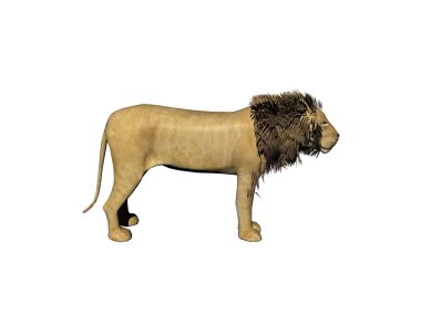 Yakışıklı yeleli erkek aslan