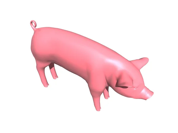 Розовая Свинья Нюхает Вокруг — стоковое фото