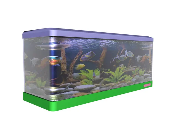 Colorful Aquarium Aquatic Plants Fish — Stock Photo, Image