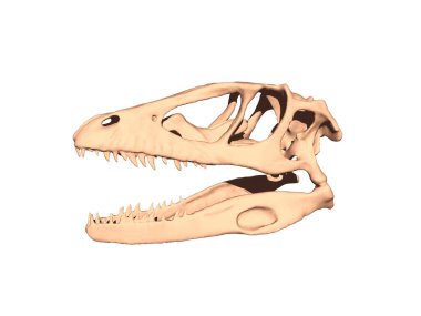 Dişleri olan Saurian kafatası