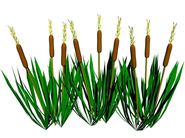 Bank Plants Swamp Grass Cattails — Stock Photo, Image