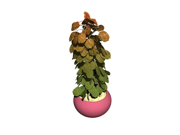 Зеленое Растение Палочке Цветочном Горшке — стоковое фото