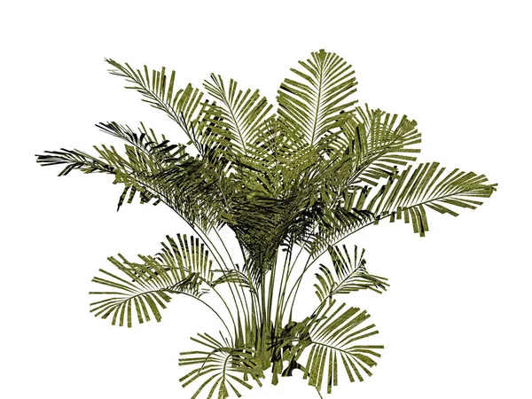 Vnitřní Palma Zelenými Palmovými Listy — Stock fotografie