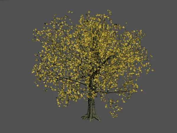 Duże Drzewo Liściaste Rozłożystą Koroną Łące — Zdjęcie stockowe
