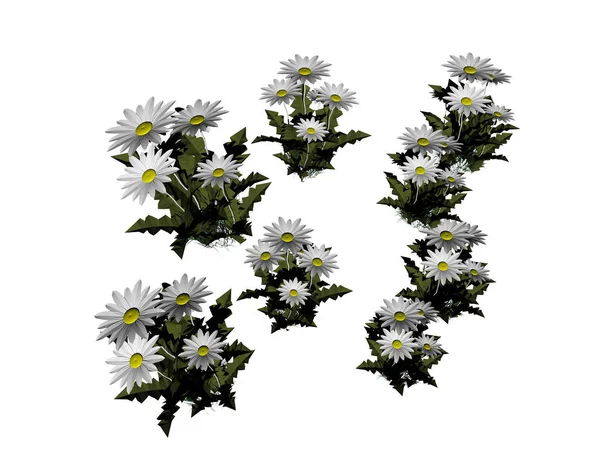 Дикие Цветы Белыми Цветами Лугу — стоковое фото